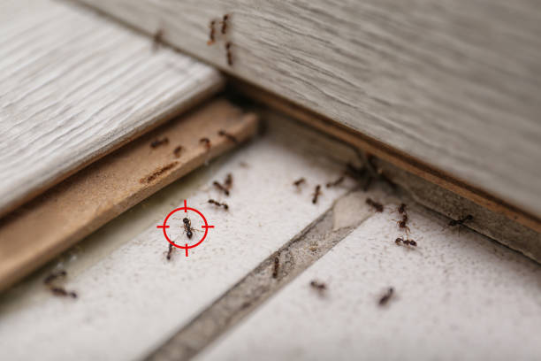 Best Termite Control Services  in Mililani Mauka, HI